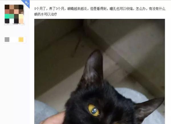 三个月大的猫咪竟得了白内障 出现这3个症状千万别忽视 知乎