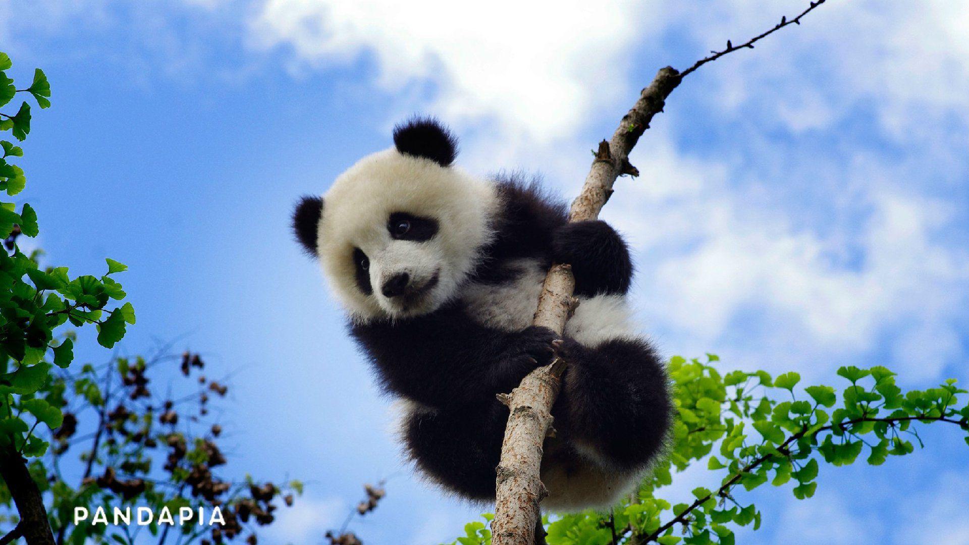 请问这张熊猫图片的清晰版原图在哪儿能找到?