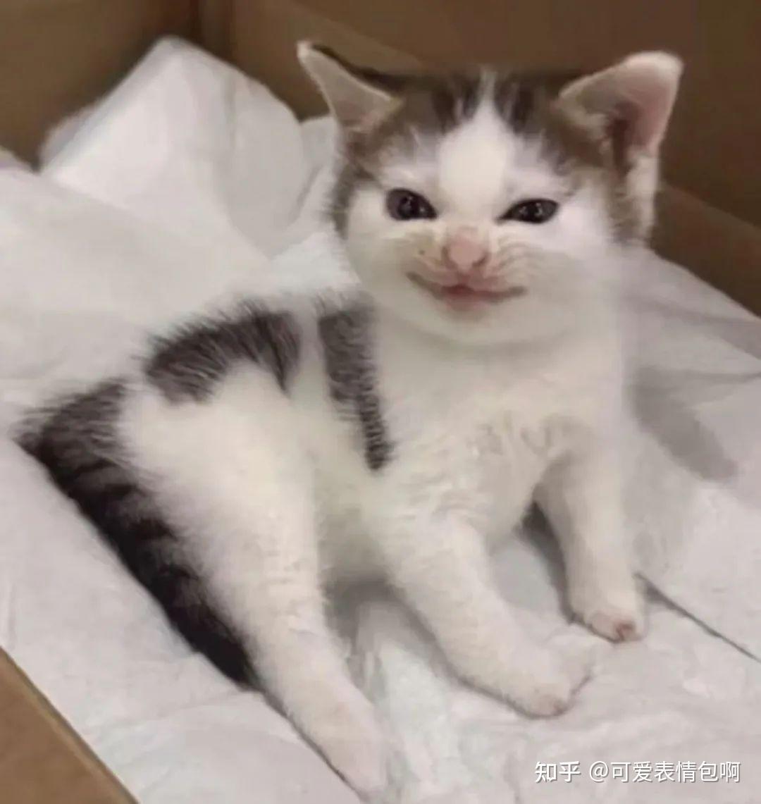 猫meme 邪恶小鼻嘎表情包 - 知乎