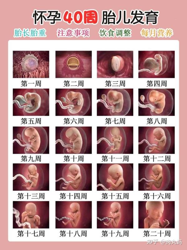 孕期1—40周胎儿发育全过程,准爸妈必看 - 知乎