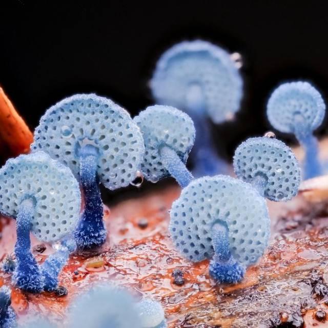 蘑菇界有哪些特别的存在？
