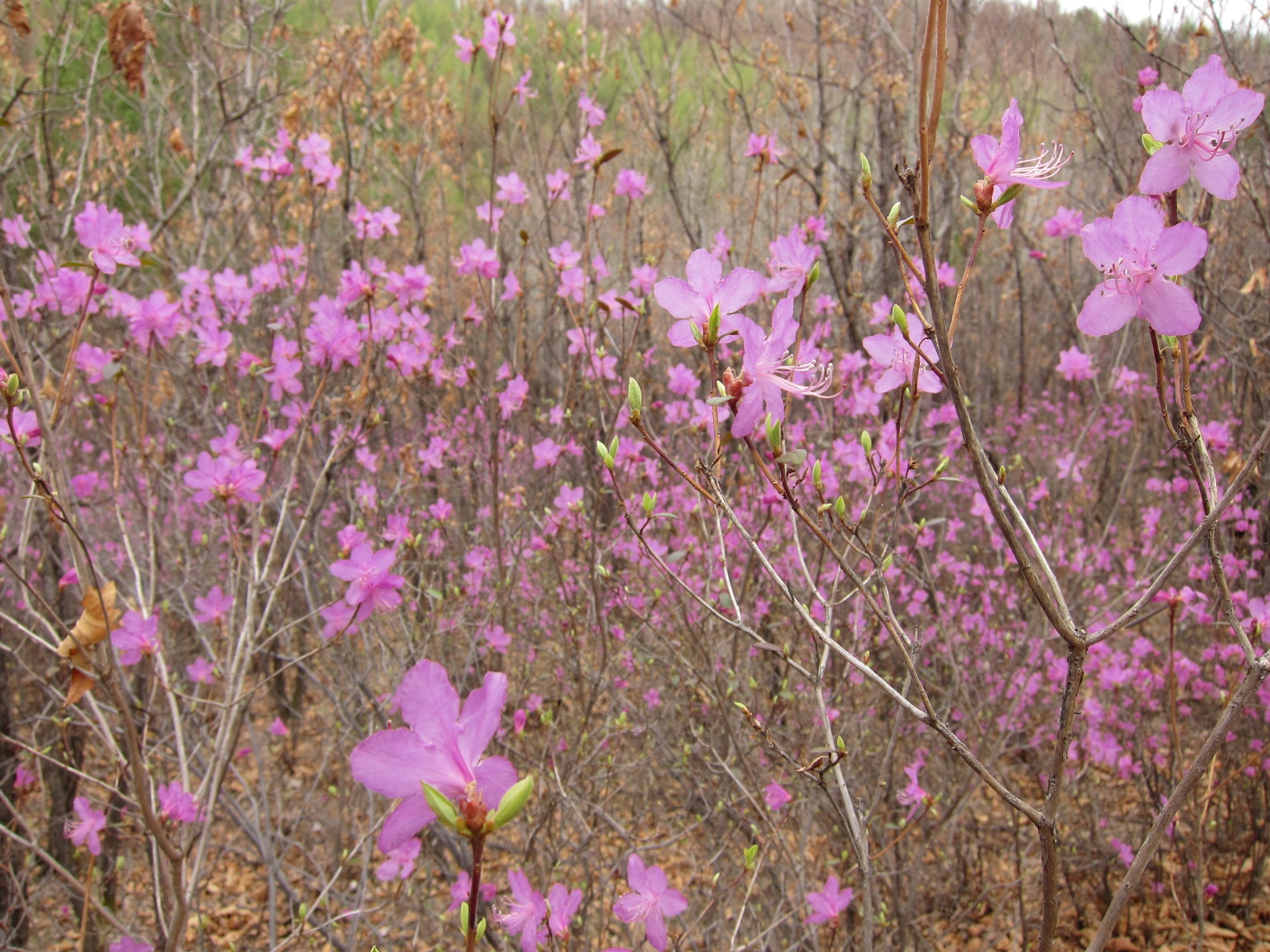 淘宝买了这个所谓的大兴安岭野生杜鹃花是否会对当地植被生态造成影响