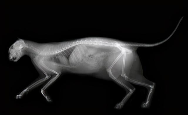 x光片检查能直观的看到猫咪体内器官的位置和大小
