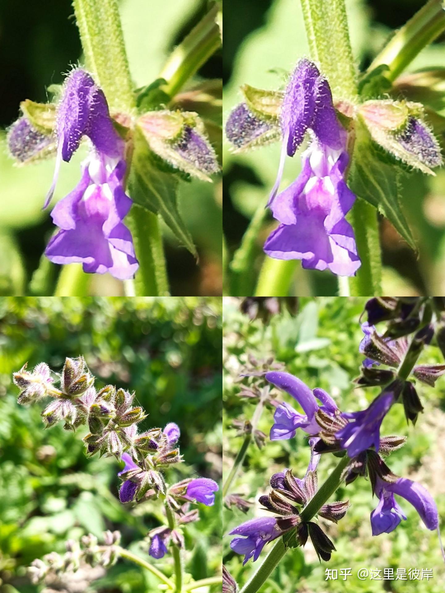 有针的花中精灵｜丹参花 - 知乎