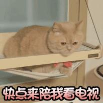动图封面