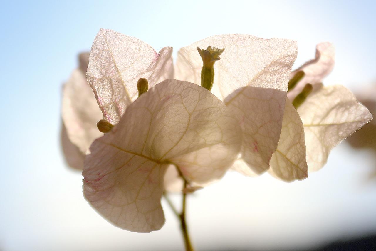 花叶黄了是什么原因