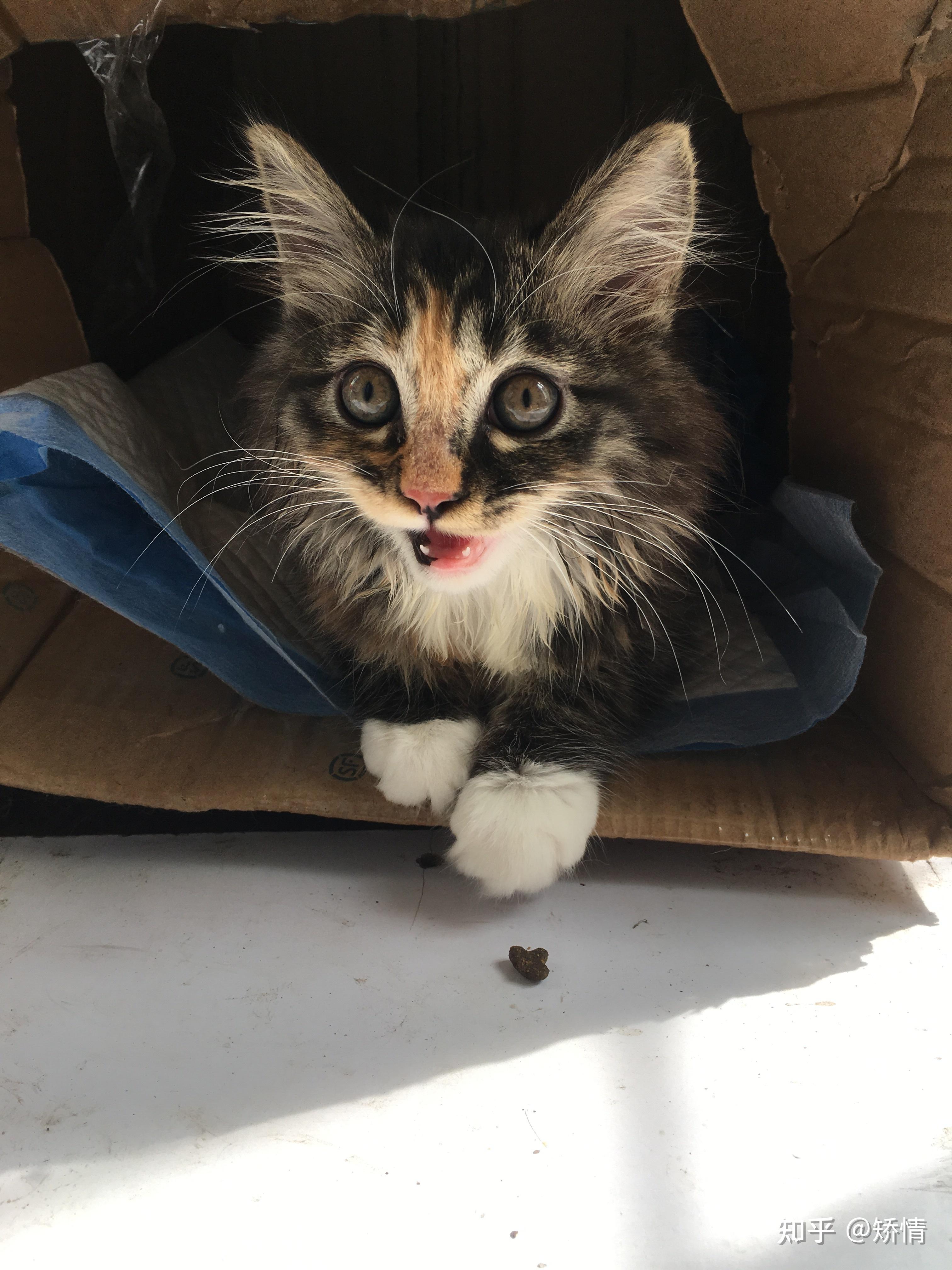 收养一只长毛田园猫