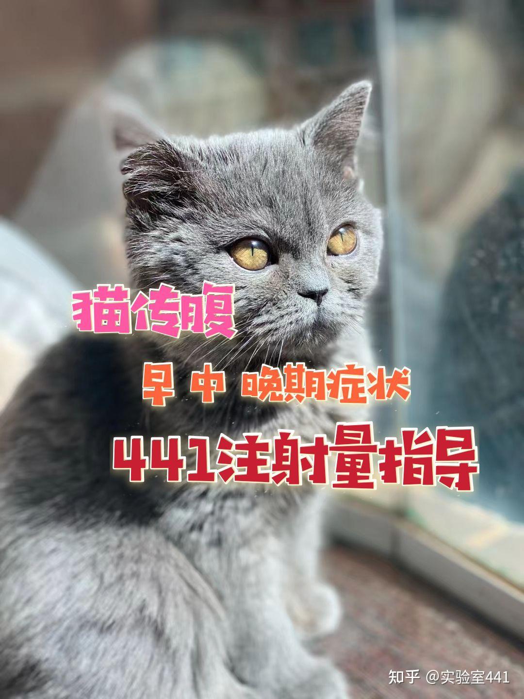 猫传腹早中晚期治疗441注射量指导