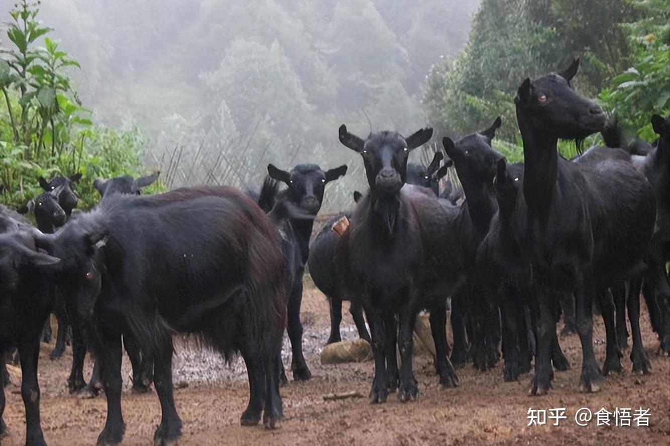 云岭山羊图片