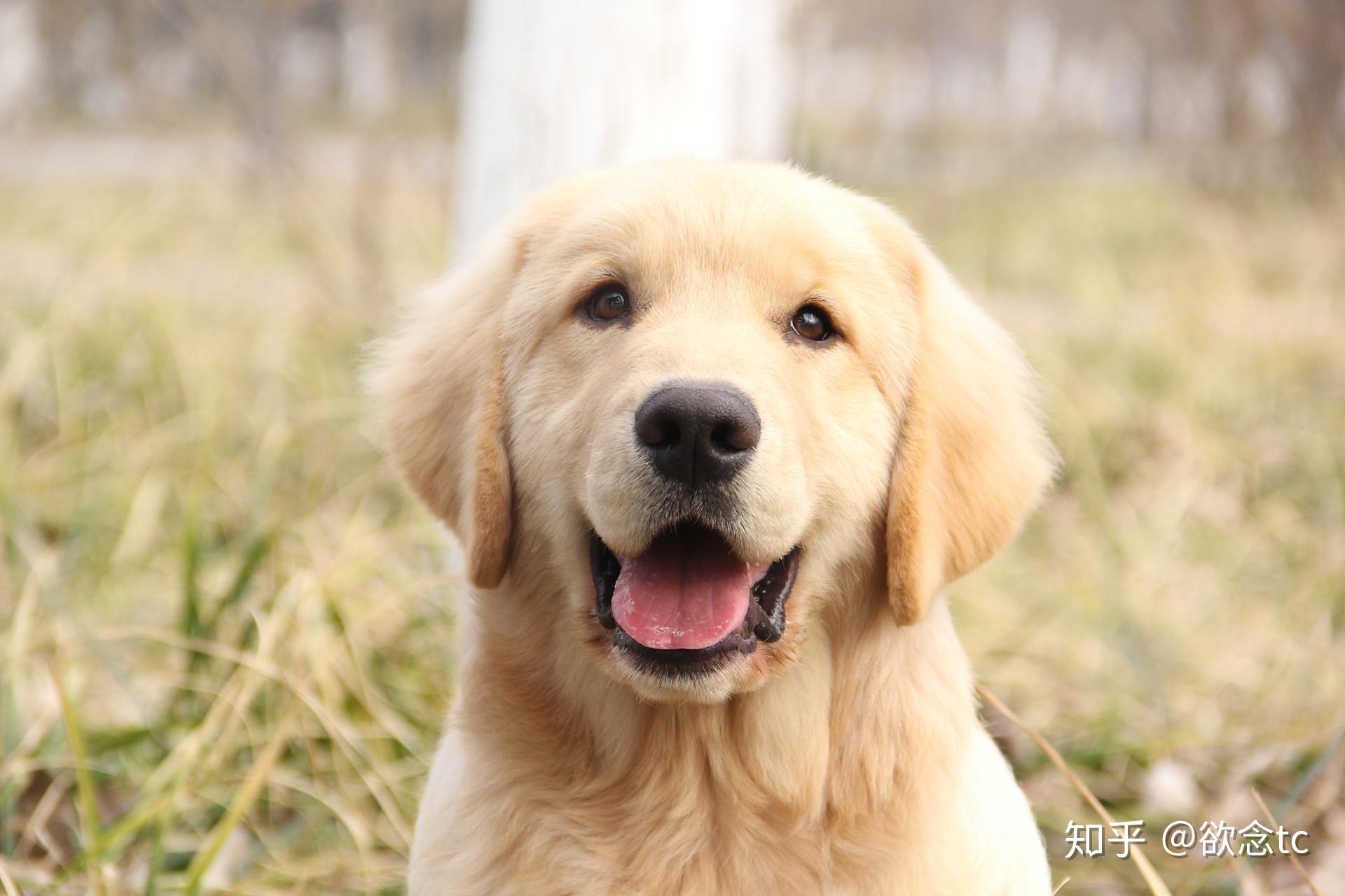 养金毛需要提前准备哪些东西心理方面狗粮用品方面通通告诉你