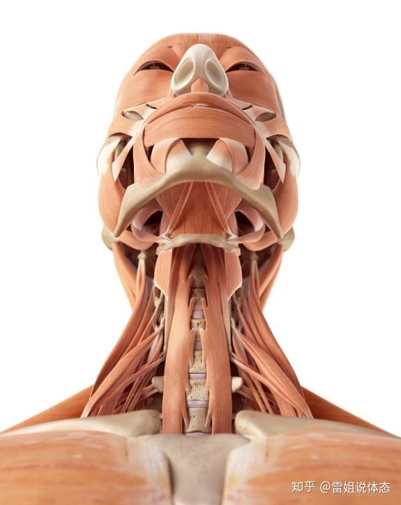 双下巴的肌肉可以动? - 知乎