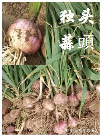 独头蒜是怎样生长出来的 - 知乎