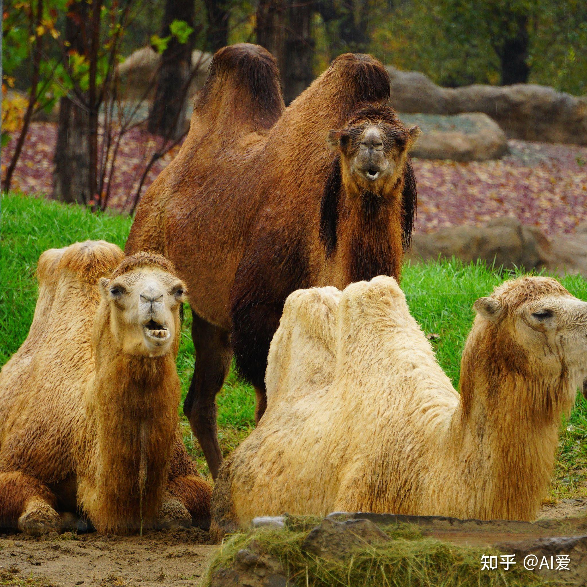 北京野生動物園一日遊