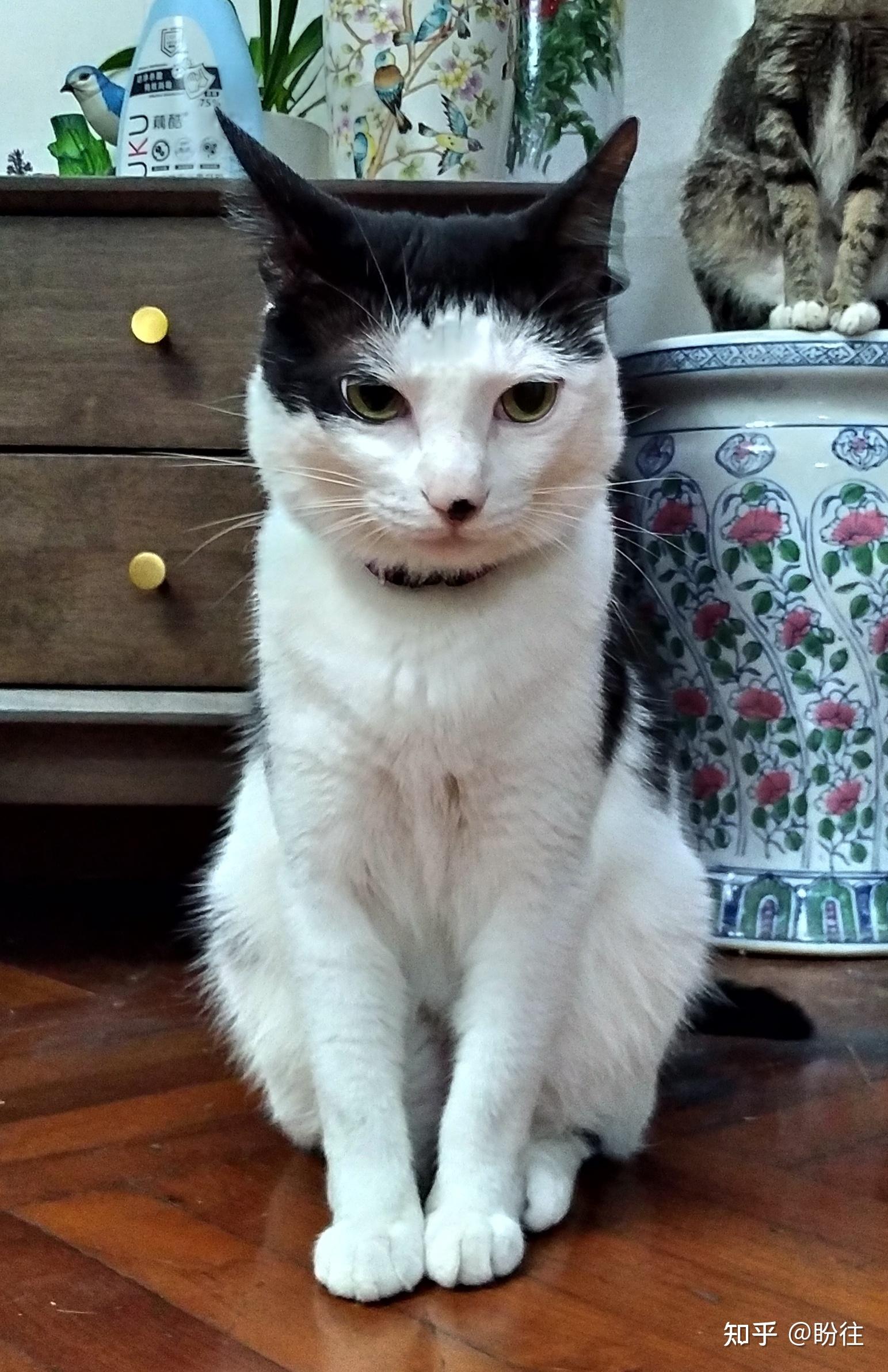 2021年5月27日毛色:黑白性别:公,已绝育品种:奶牛猫宠物名字:弟弟