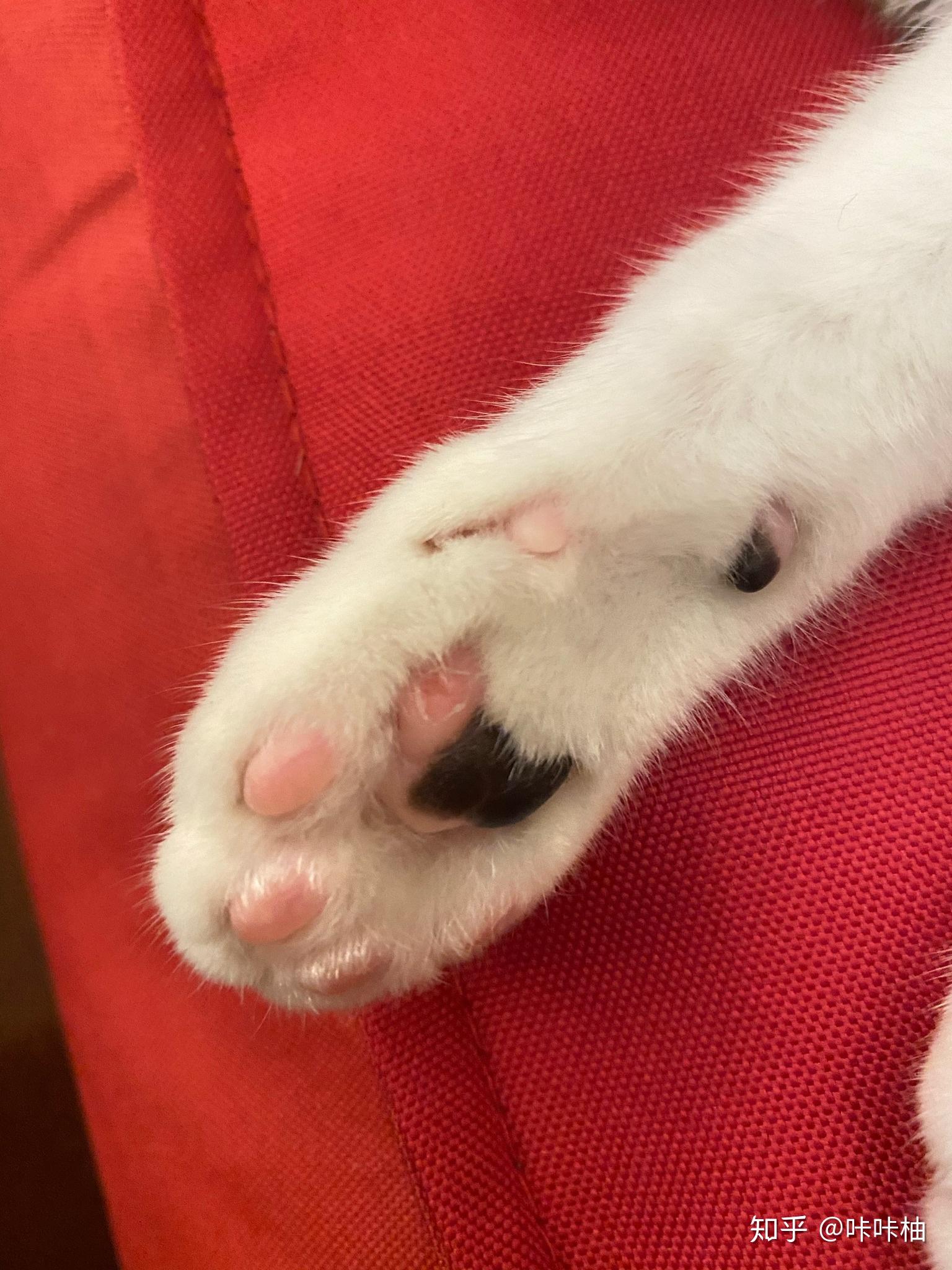 塞班前爪肉垫脱皮了.不知道怎么了? - 知乎