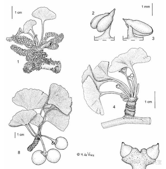 裸子植物的简笔画图片