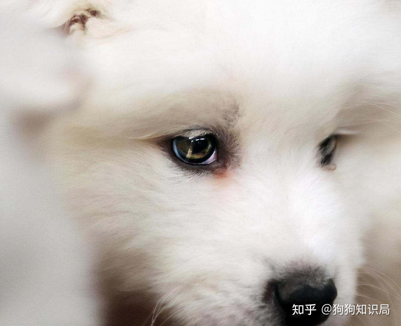 眼睑内翻会造成睫毛一直刺激角膜,导致萨摩耶的眼睛不舒服,狗狗频繁用