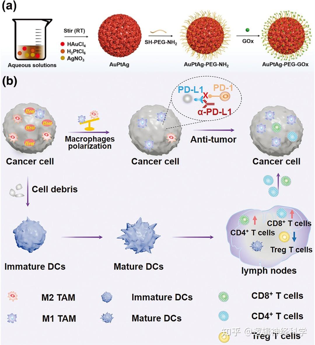 Adv Sci︱中科院长春应化所林君山东大学李春霞团队合作发现贵金属纳米酶auptag Gox通过饥饿治疗增强温和光热治疗诱导协同的肿瘤免疫治疗 知乎 8975