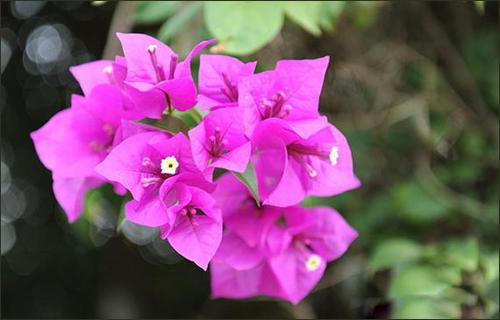 如何种植多色三角梅 v2-fe3b7c3592eeae47b8f2aed4be759884_1440w.jpg?source=172ae18b