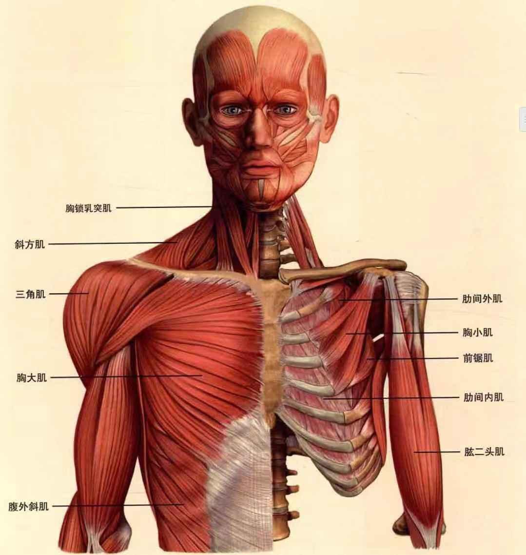 功能解剖 胸部肌肉及其功能分析 知乎