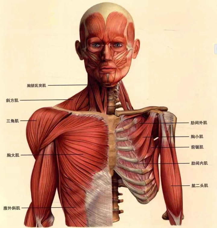 健身小白器械入门一：胸部训练 - 知乎