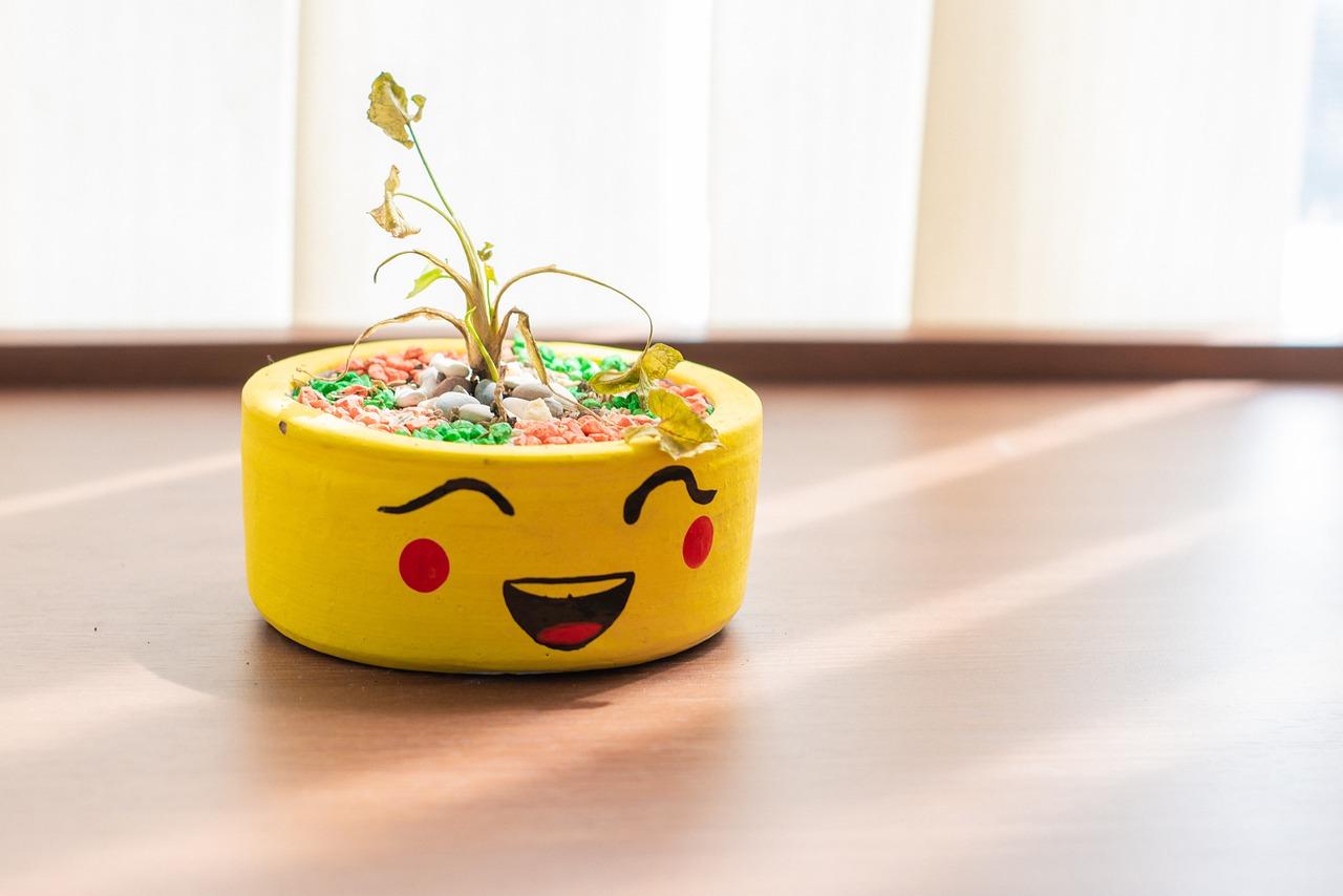 5. 家庭必备净化草