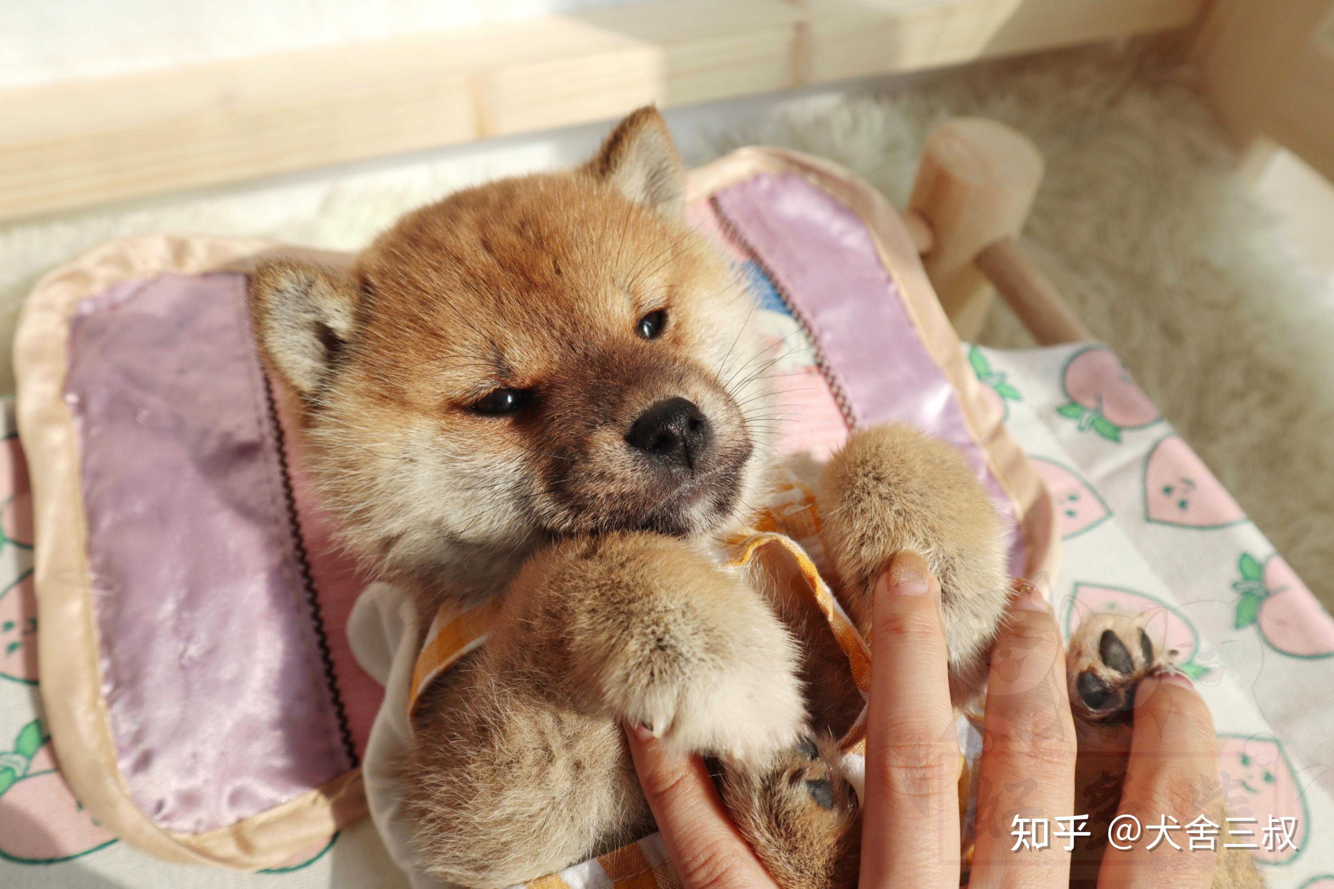 刚到家两天的豆柴幼犬怎么培养好感情