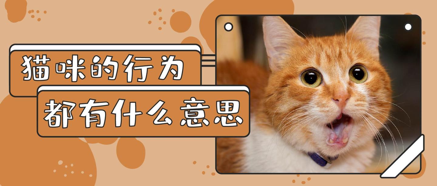 猫打呼噜就代表开心吗 这8大常见行为可能还有相反含义 知乎 猫打呼噜就代表开心吗 这8大常见行为可能还有相反含义 知乎