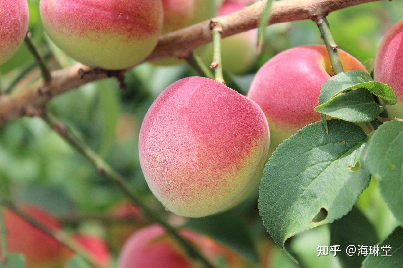 梅色特辑粉色爱好者快来