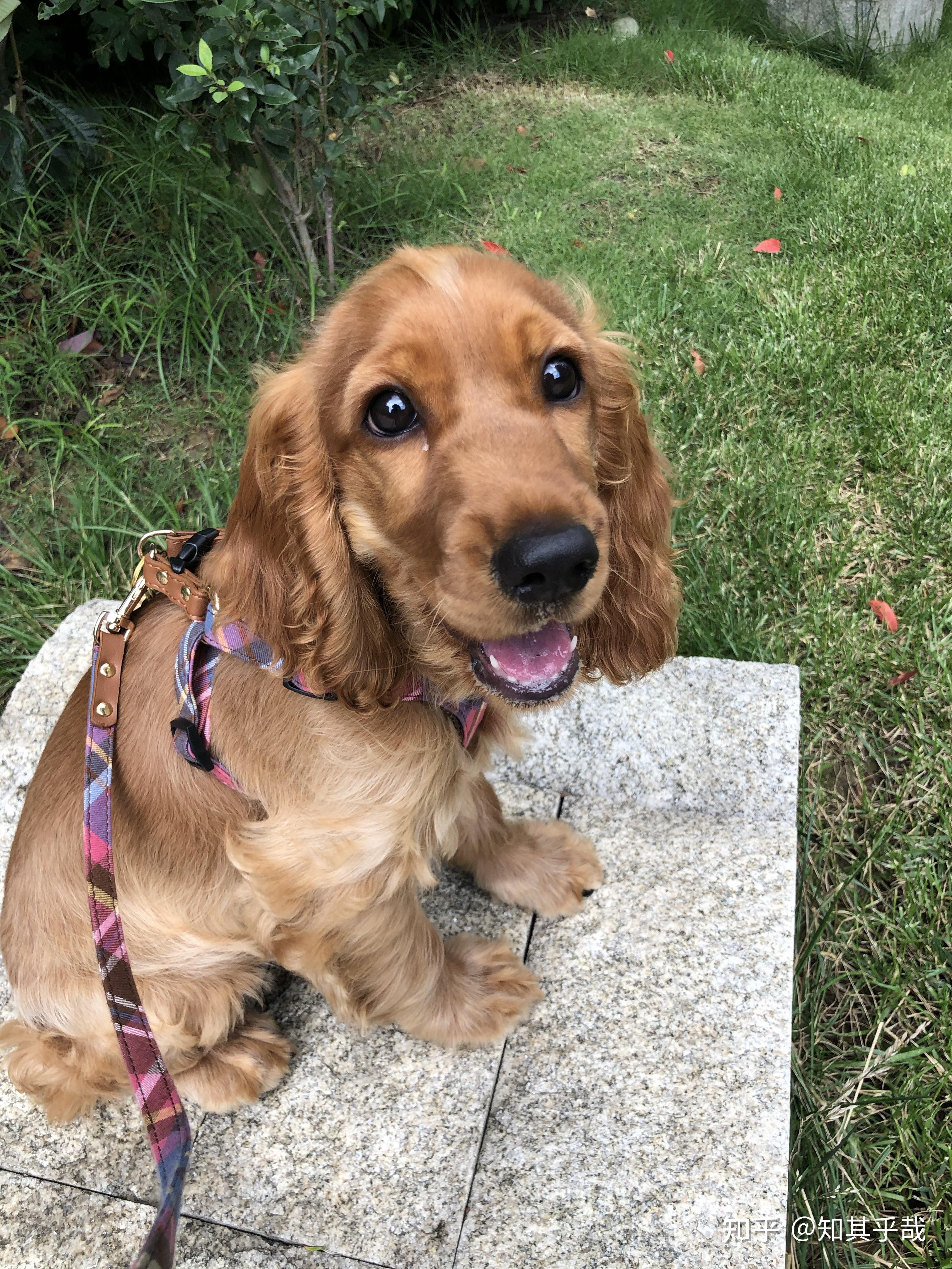 我家英国可卡从小到大的样子1