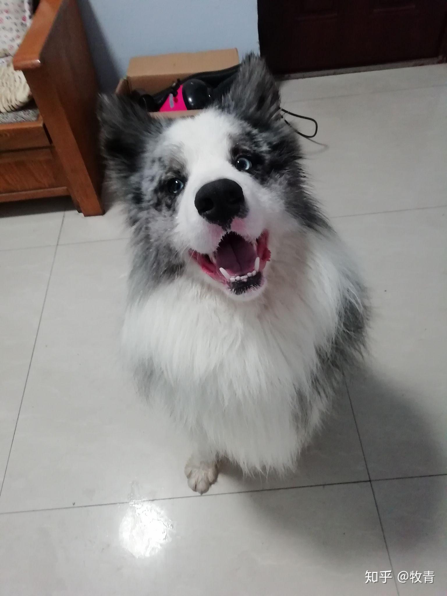 关注问题 67 写回答 登录/注册 边境牧羊犬 你认为陨石边牧是最
