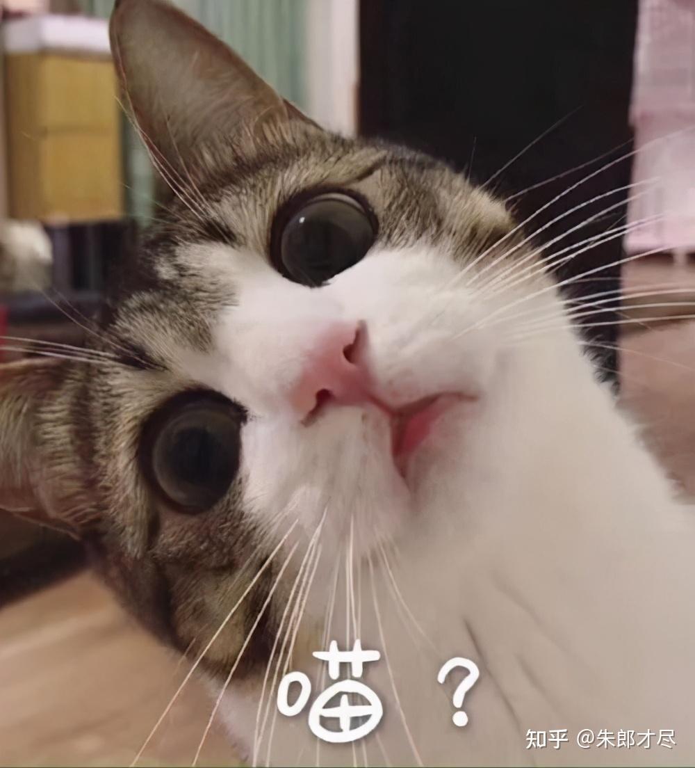 猫咪为什么喜欢看主人上厕所？ 知乎 9565