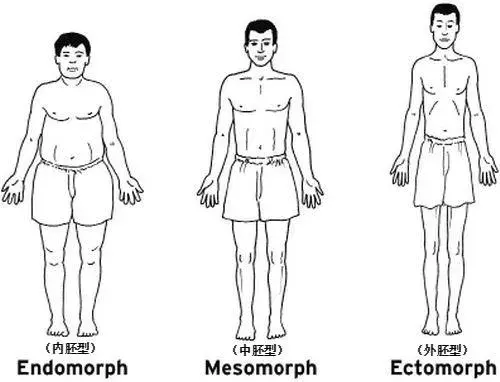 人的身材真的可以分为内胚型,中胚型,外胚型?