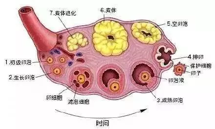 试管卵泡监测怎么做(做试管测卵泡要测多少次)-第2张图片-鲸幼网