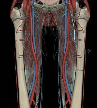 股静脉体表投影图片