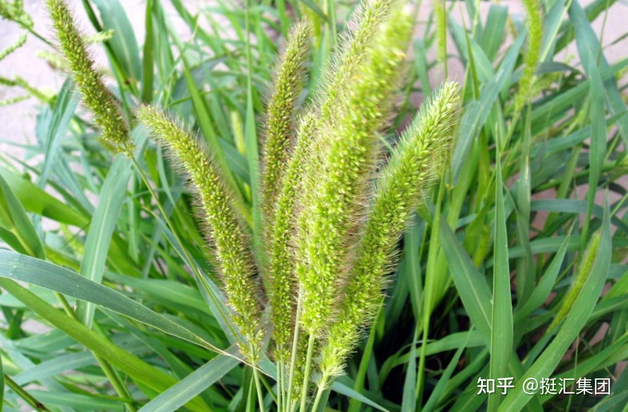 养兔小白必看!提摩西草种植与利用全攻略