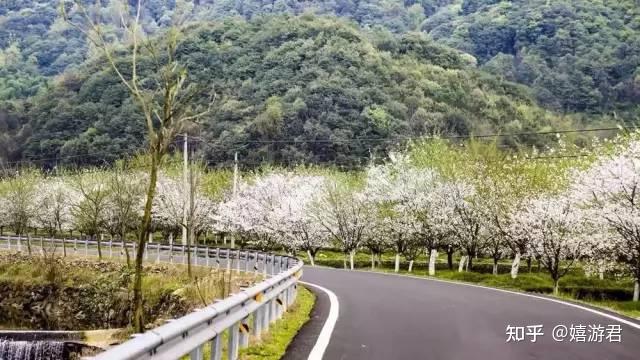 江南最美的春天,就是绍兴600亩樱花盛开的样子