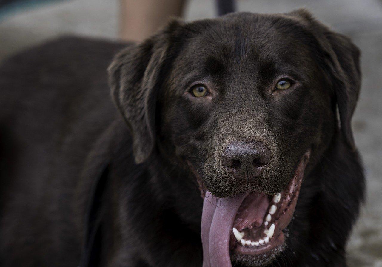 4. 狗脊养生食谱