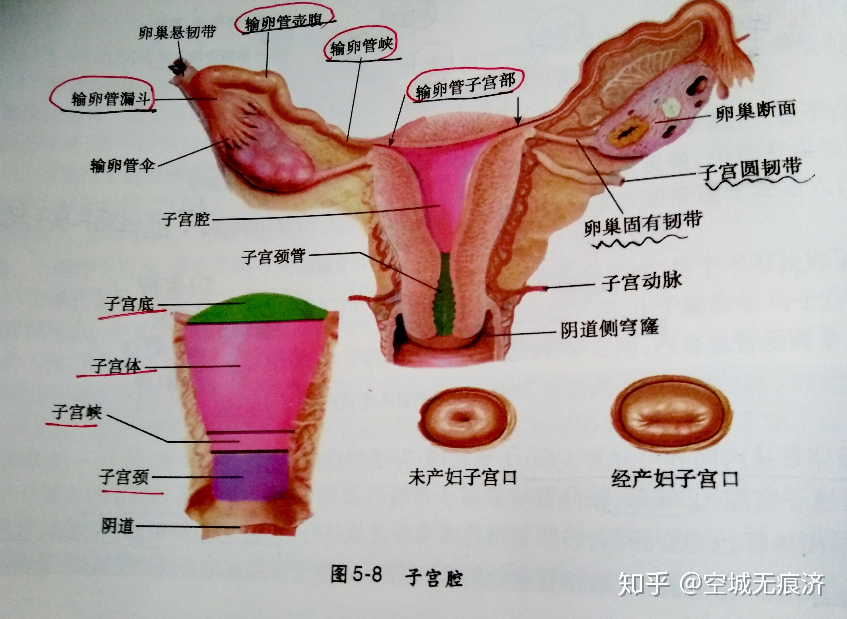 腹股沟管在男性有精索通过