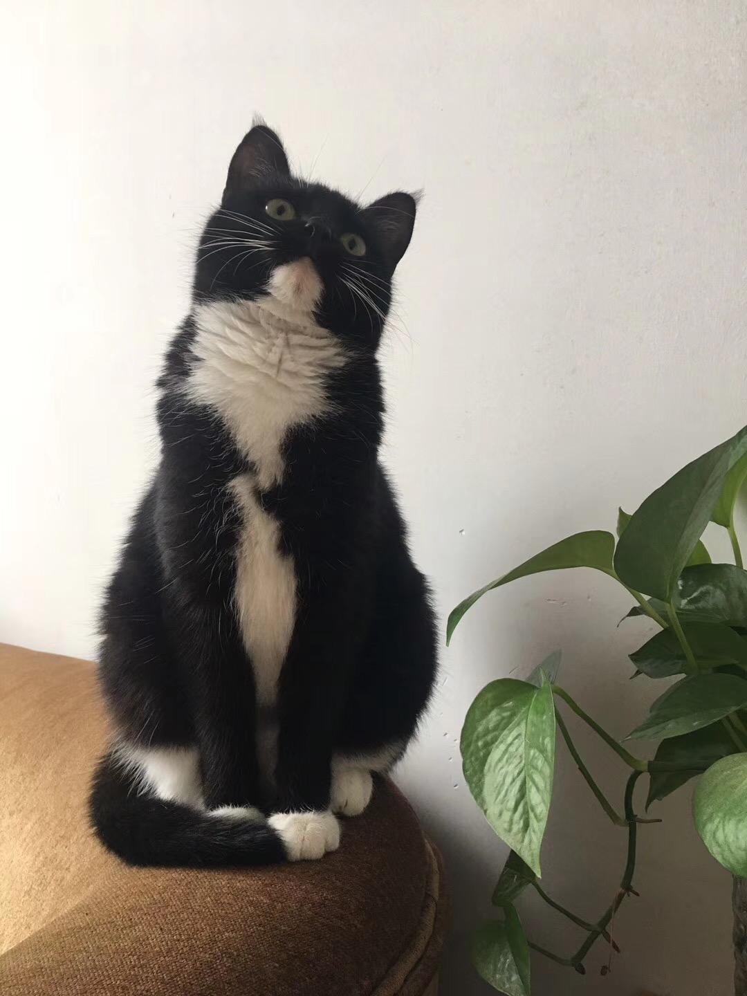 为什么奶牛猫有喵界神经病之称?