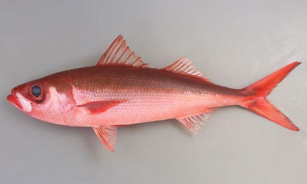 金吉鱼和金目鲷 | 那些年,我们分不清的网红红鱼…… - 知乎