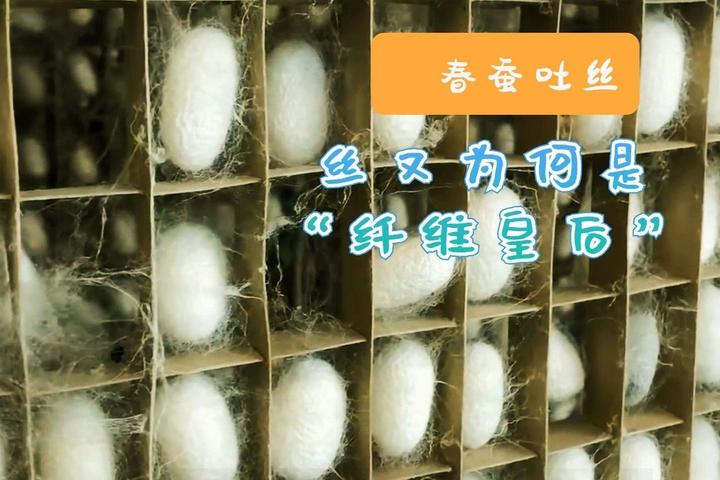 蚕宝宝是如何吐丝的,你听过蚕桑丝织吗? - 知乎