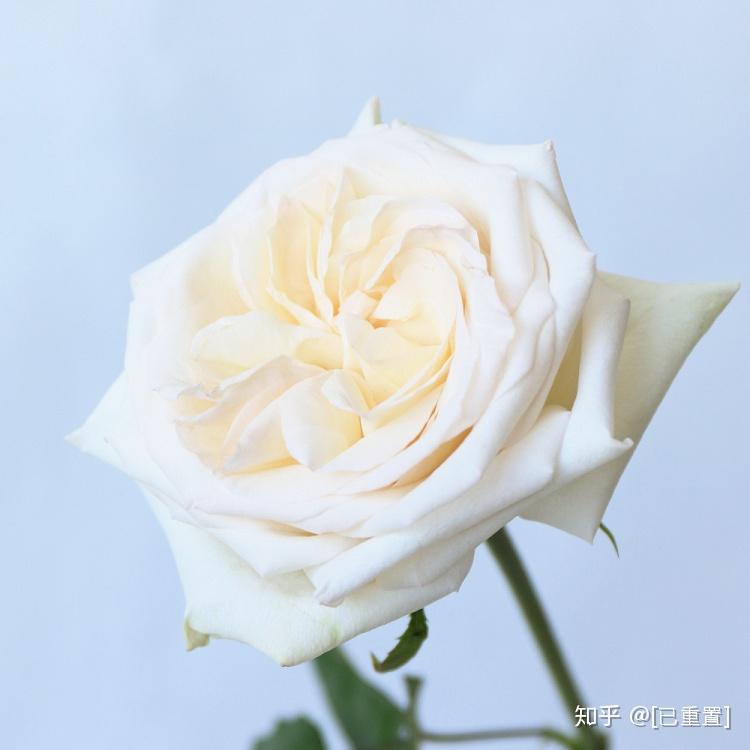 新品奥斯汀玫瑰“凯丽”、“甜点时间”自带颜值滤镜的宝藏花材！ - 知乎