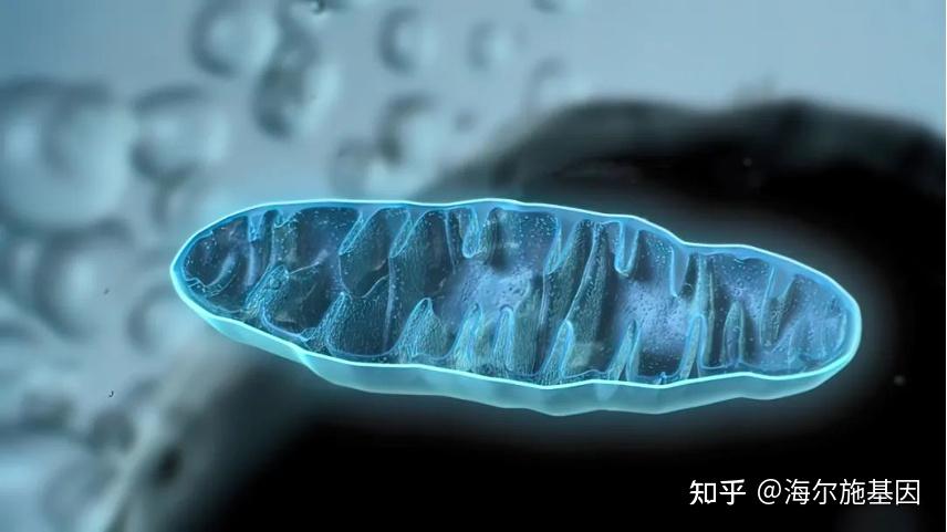 玩转sanger测序仪丨专题十七测序应用之线粒体测序