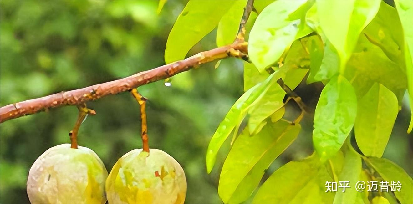 迈昔龄|神经酸原料贵不是没有原因的,看看蒜头果的特性!