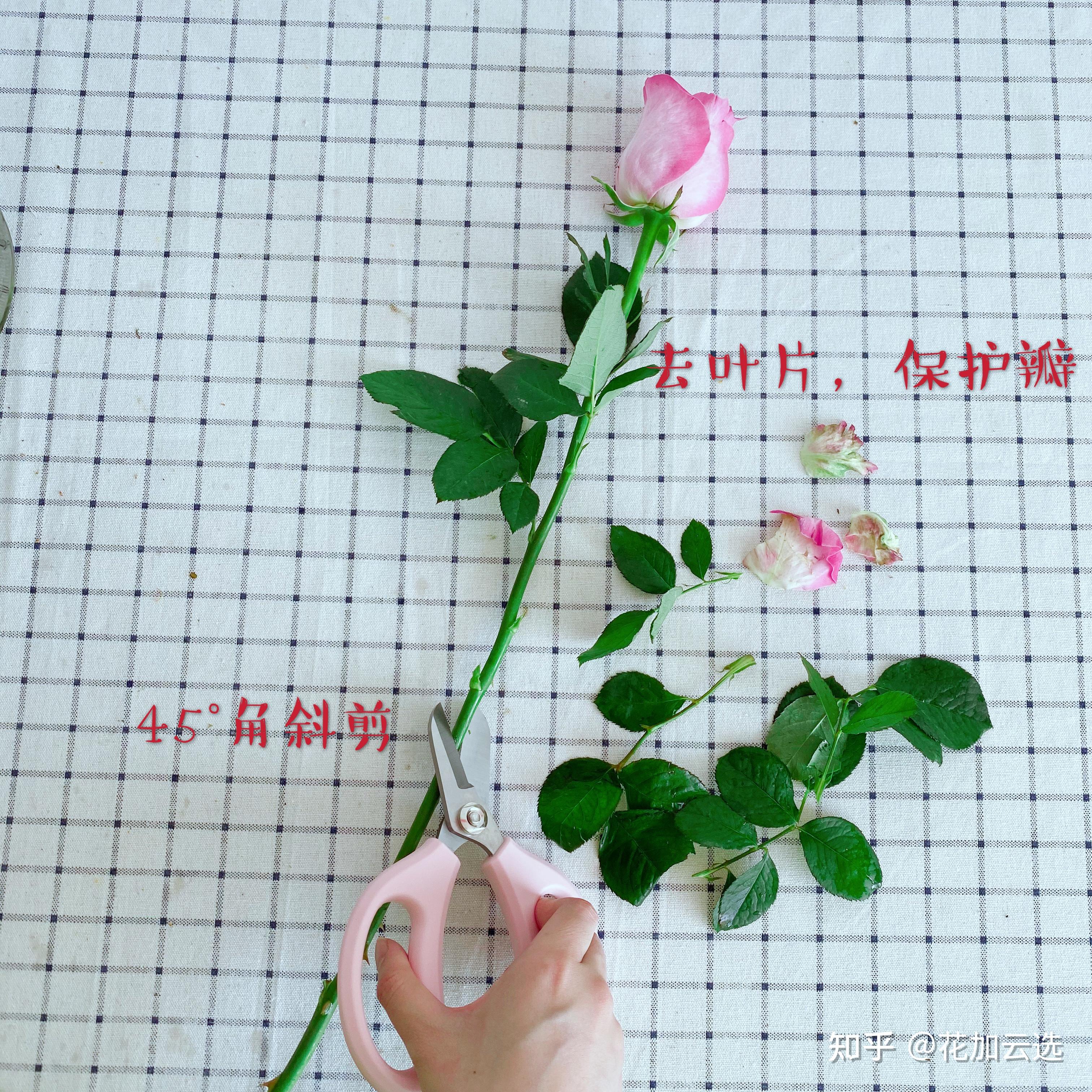 玫瑰鲜切花养护干货