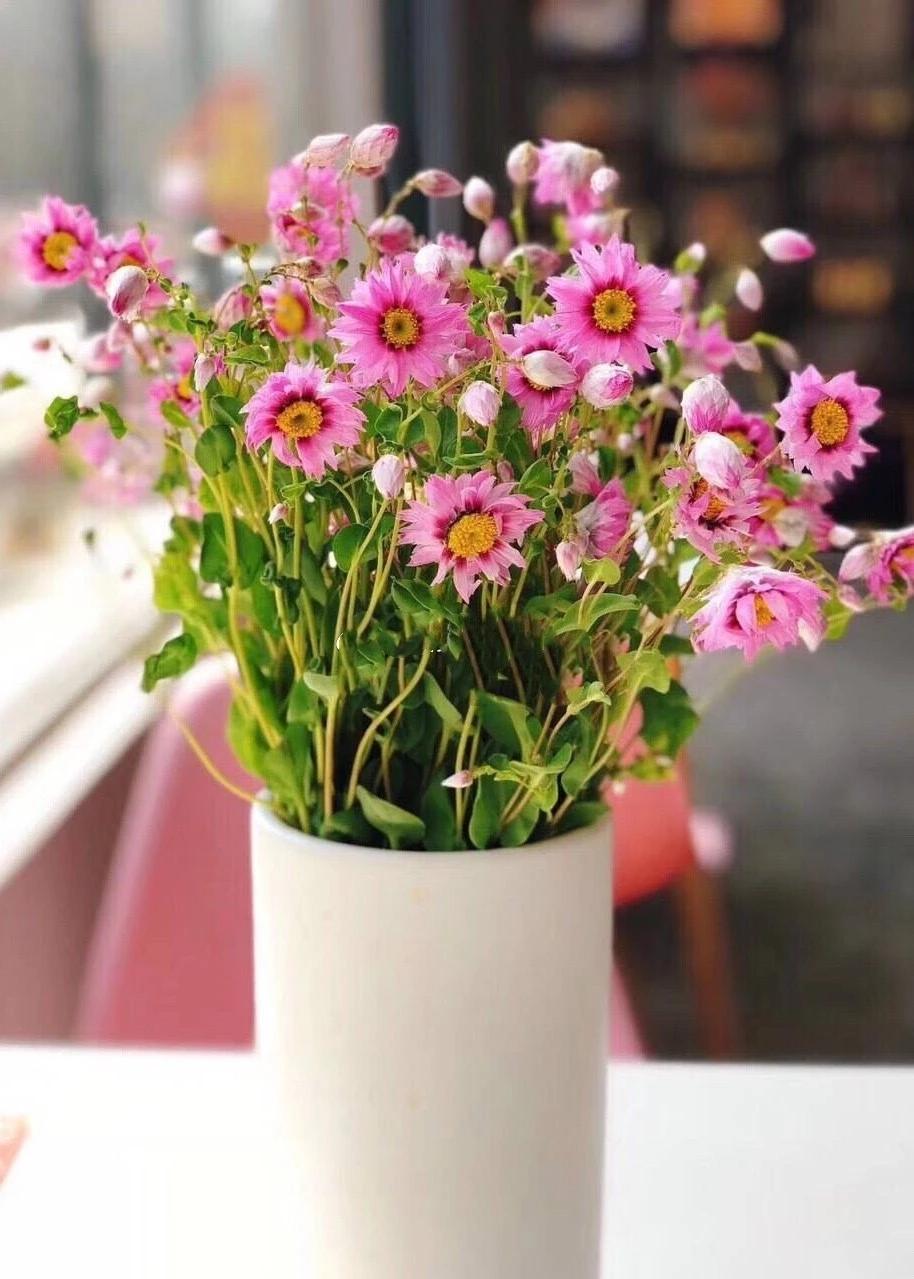 植库‖灵动的鲁丹鸟是长在地上的小鸟 - 知乎