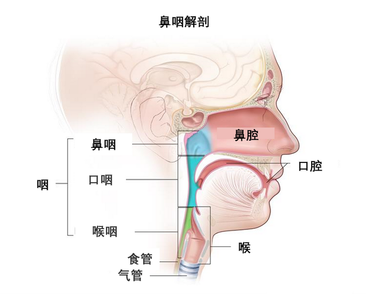 放射治疗作为首选的鼻咽癌 如何正确诊断 如何合理治疗 知乎