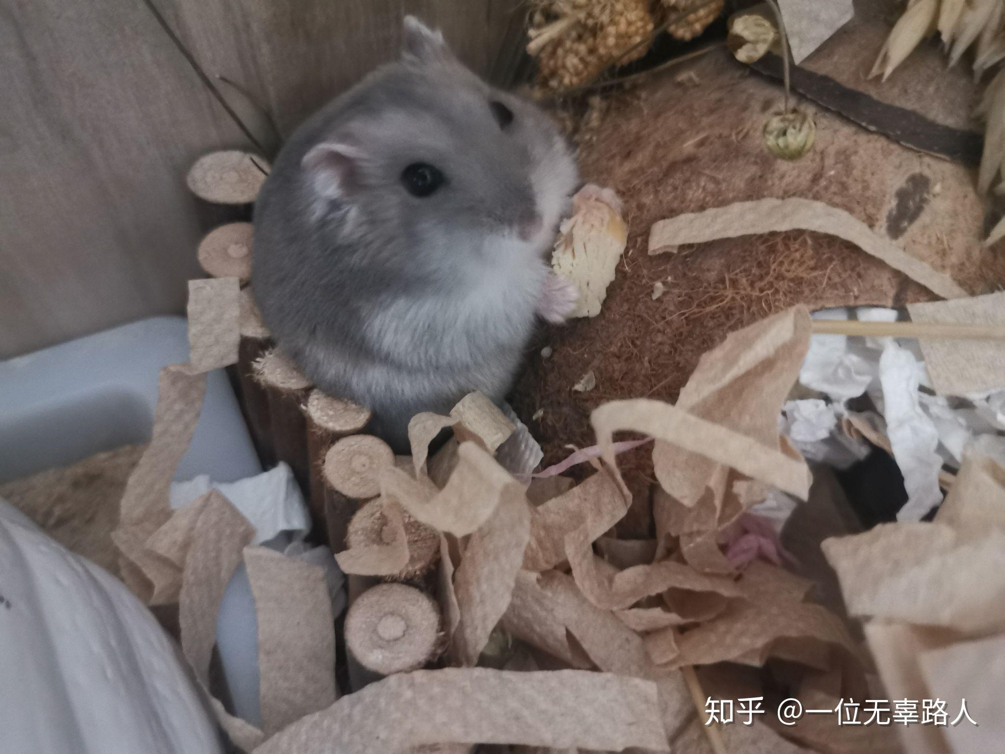 紫仓是很活跃的仓鼠吗?它们能长多大? - 知乎