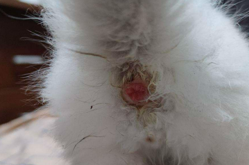 请问猫会得痔疮吗? - 知乎